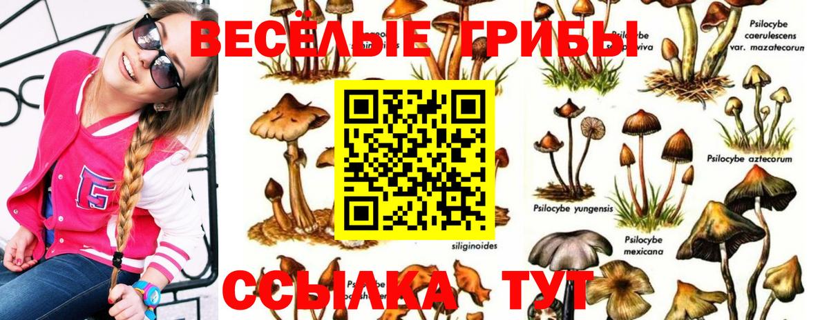 Галлюциногенные грибы Psilocybe Егорьевск